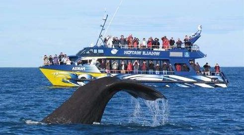 【新西蘭南北島直升機觀景+觀鯨魚11日純玩之旅】不進店&凱庫拉觀鯨+直升機+雙冰川+懷托摩螢火蟲洞+毛利文化+愛歌頓農(nóng)場&龍蝦餐+三文魚+鹿肉餐&新西蘭航空